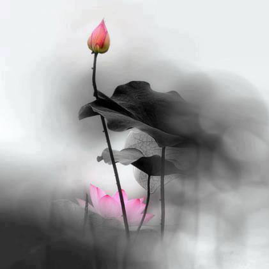 flower-02 flower-02